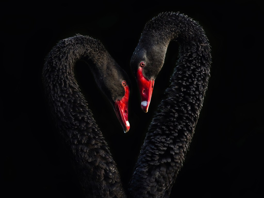 Kakīānau (black swans)