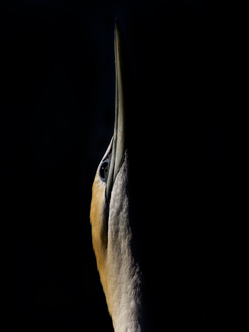 Tākapu (Australasian gannet)