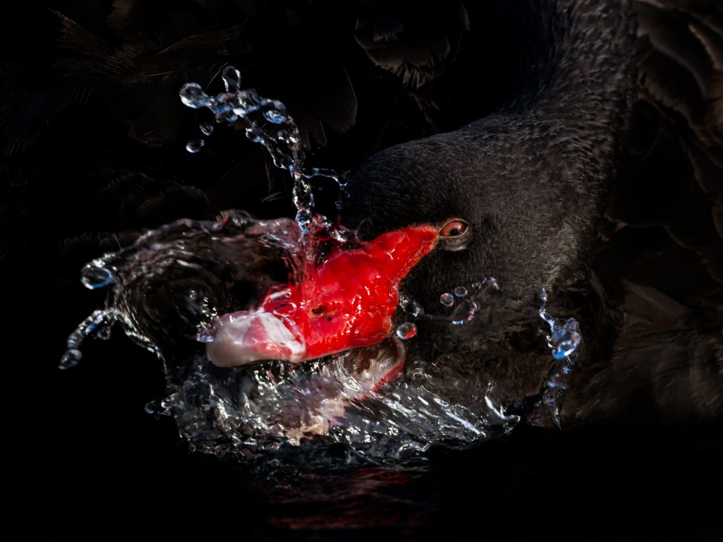 Kakīānau (black swan)