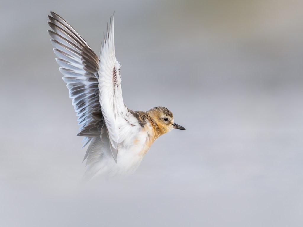 Tūturiwhatu (New Zealand&nbsp;dotterel)