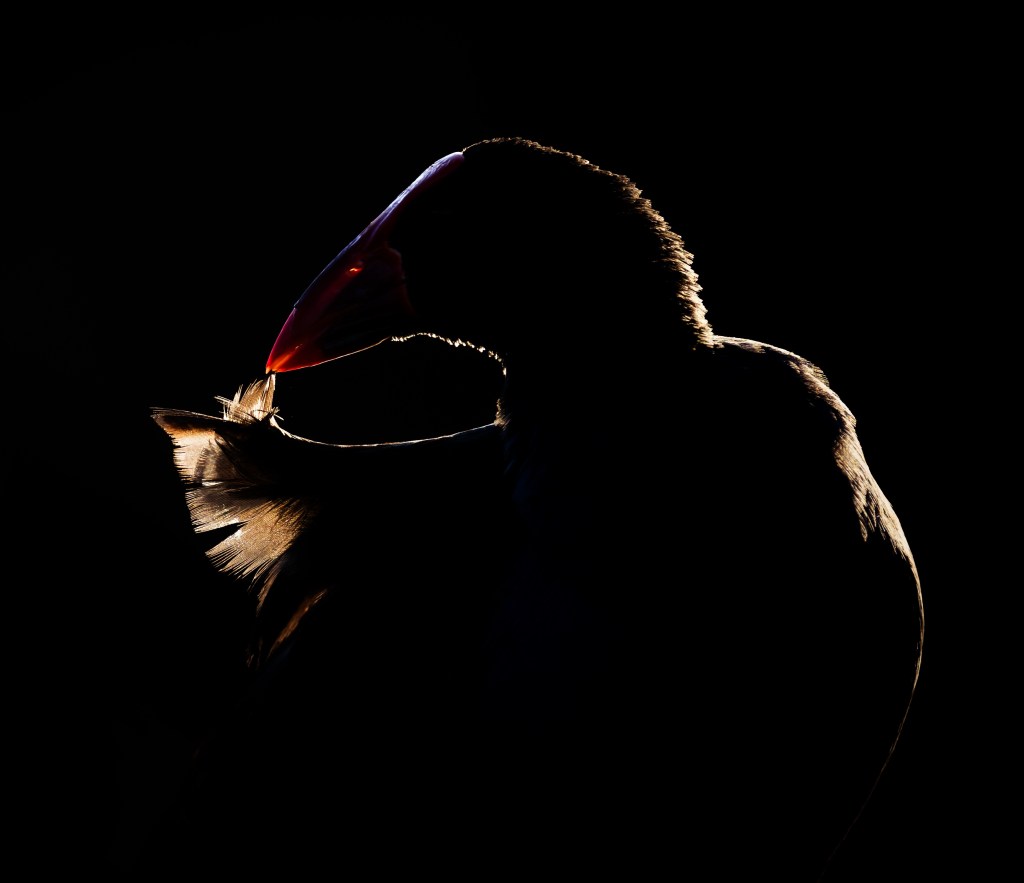 Pūkeko